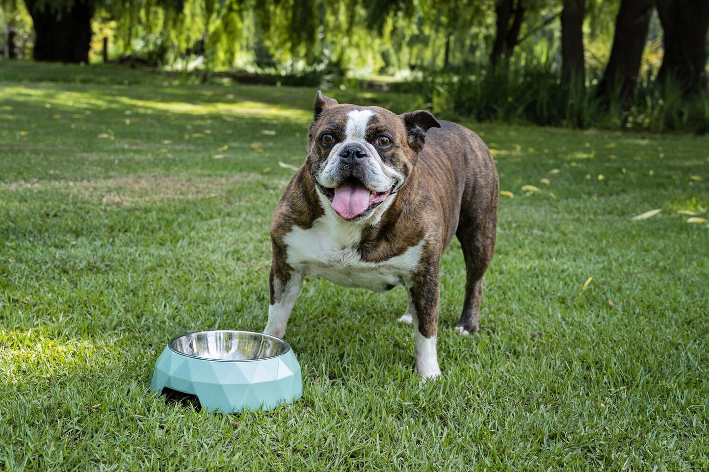 Dog's Life Diamond Melamine Stainless Steel Bowls