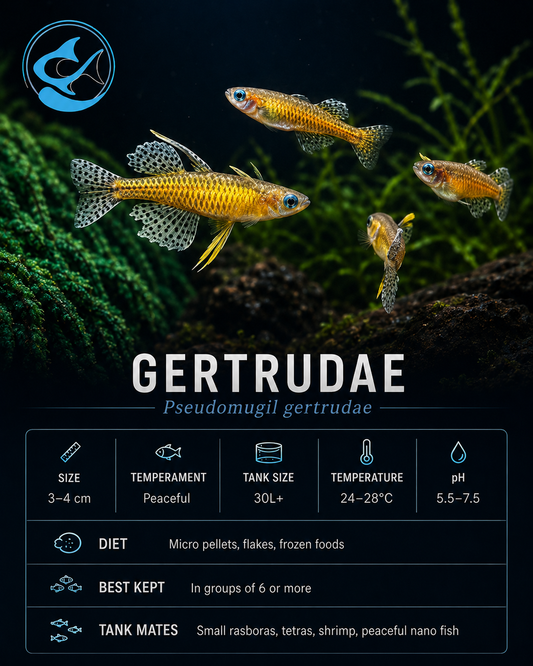 Rainbowfish-Spotted Blue Eye (Gertrudae)