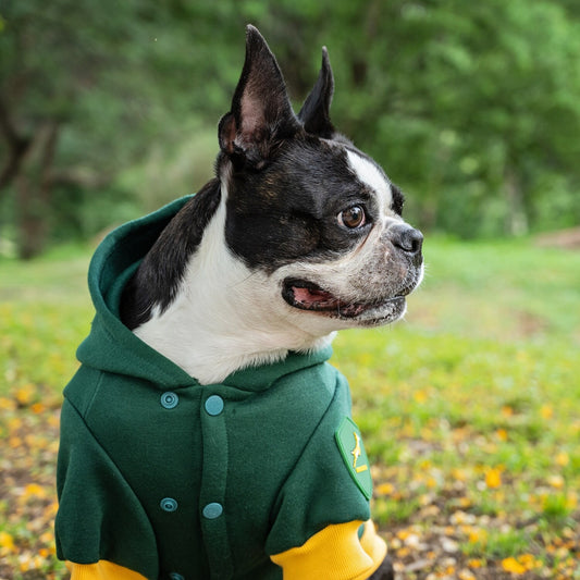 Dog's Life Official Springboks SA Rugby Hoodie