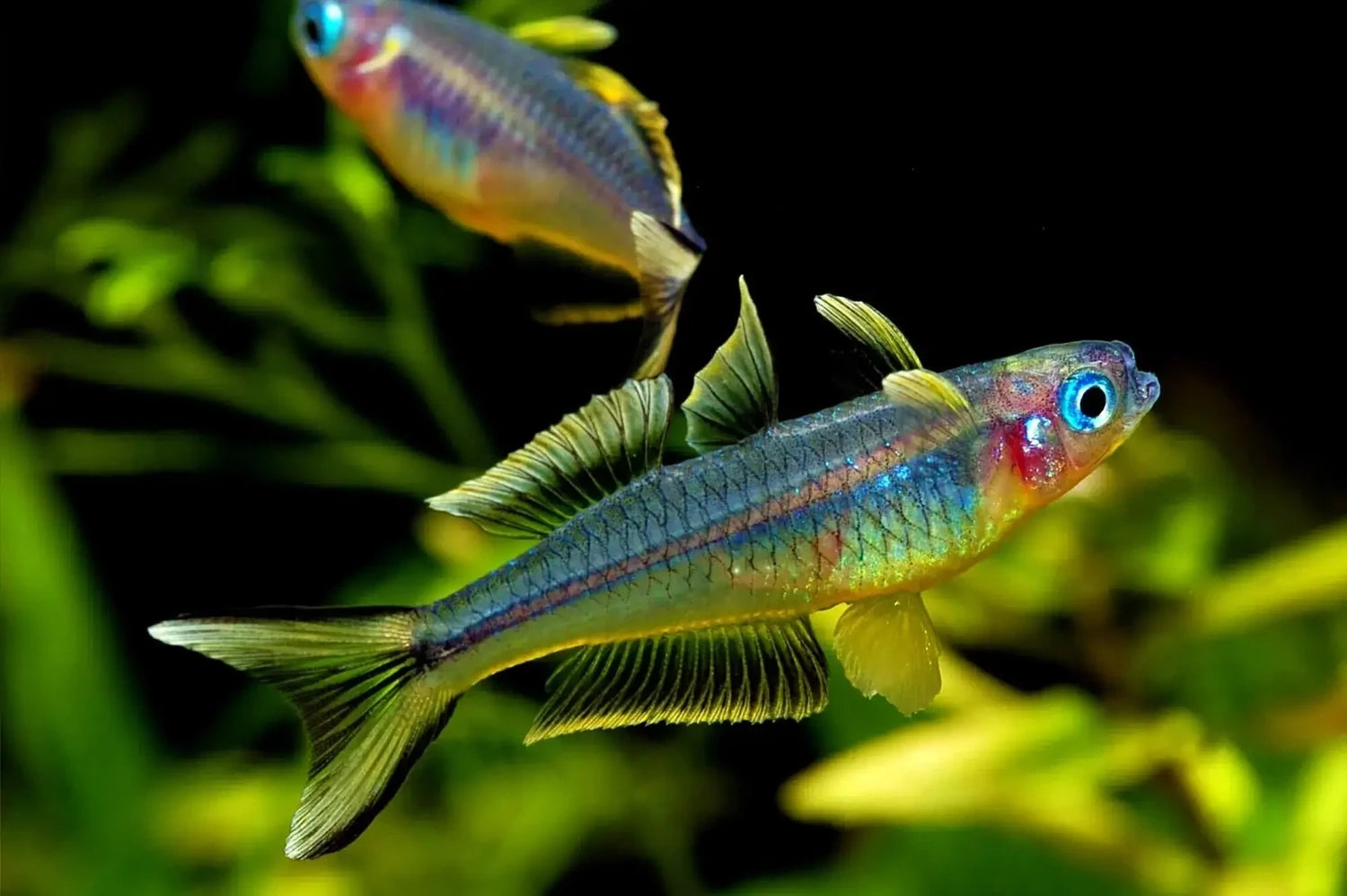 Rainbowfish-Forktail ≈2cm
