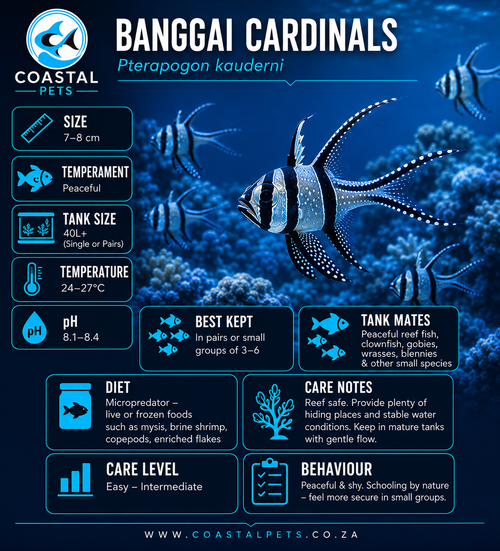 Banggai Cardinal
