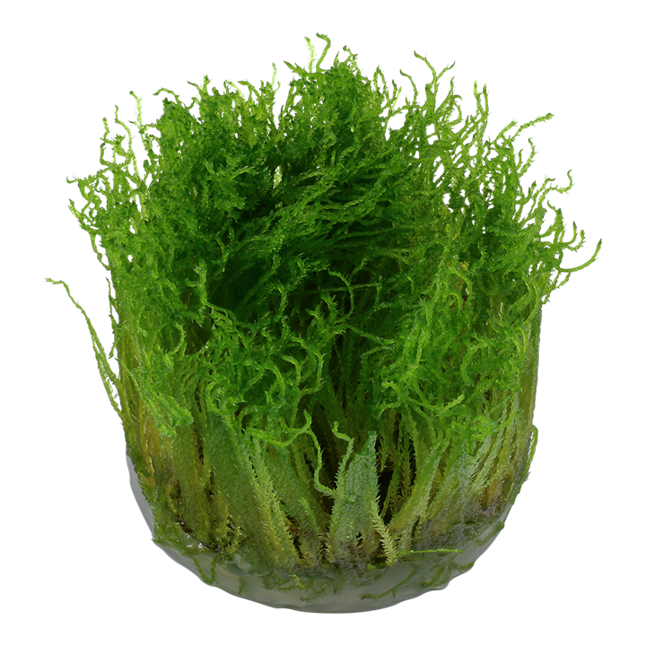 Tropica - Taxiphyllum sp - Spiky Moss