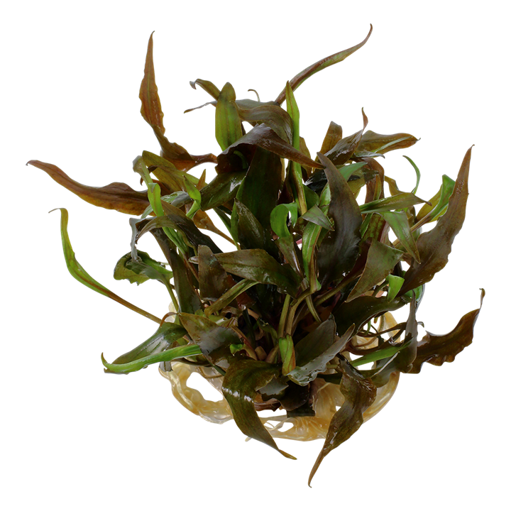 Tropica - Cryptocoryne Undulata - Broad Leaf