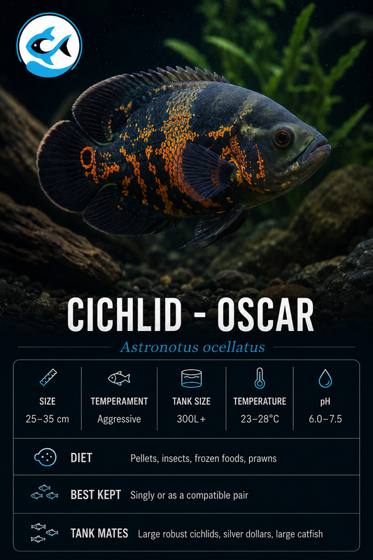 Cichlid-Oscar 60-80mm