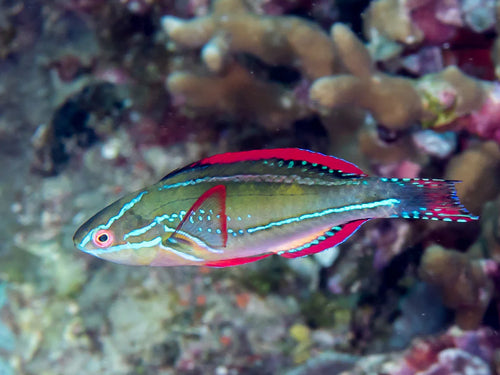 Exquisite Fairy Wrasse(Pacific/Fiji)
