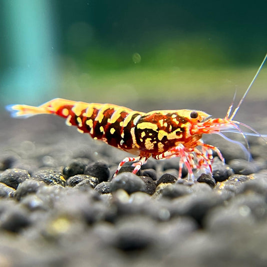 Galaxy Stardust Shrimp (10-15mm)
