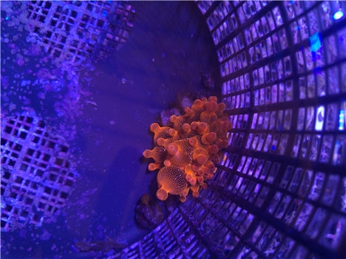 Rainbow Bubble Tip Anemone