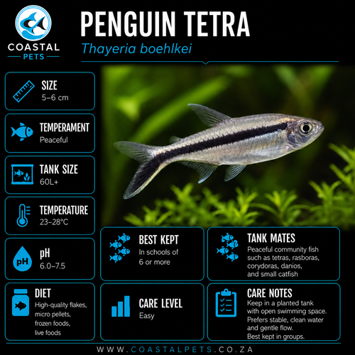 Tetra-Penguin