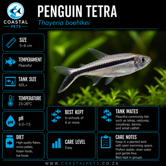 Tetra-Penguin