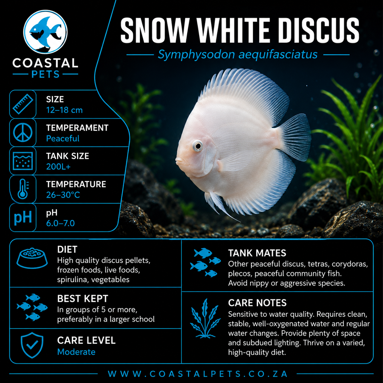 Snow White Discus (60-80mm)