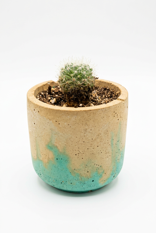 Mini Cactus - Medium M7
