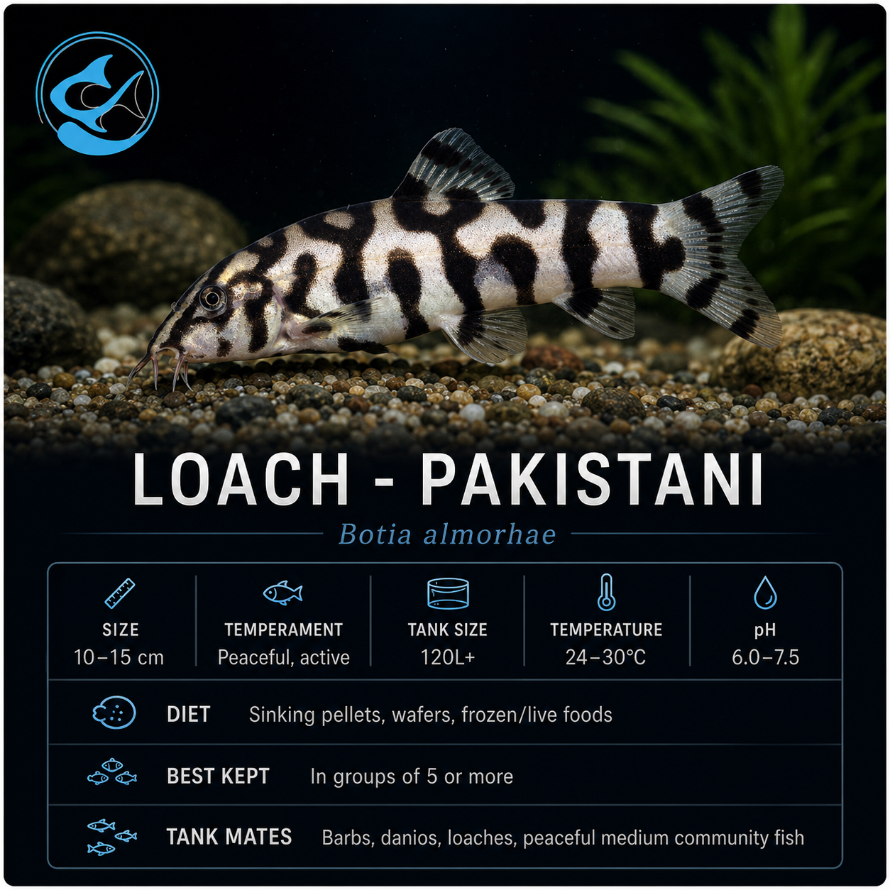 Loach-Pakistani(40-50mm)