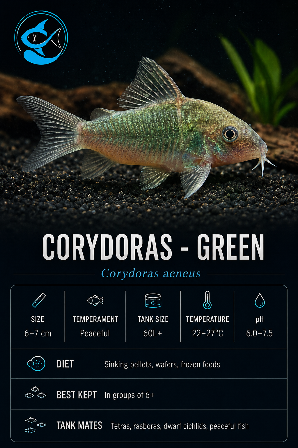 Corydoras-Green