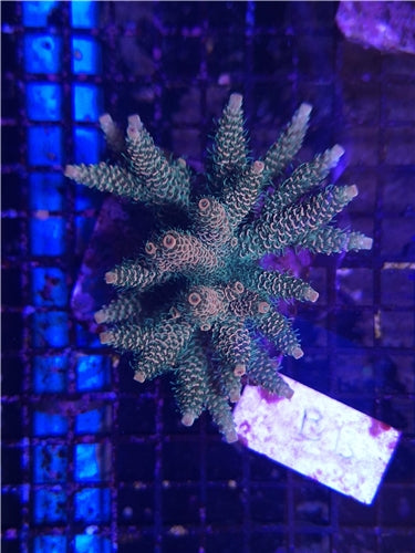 Acropora Assorted B10