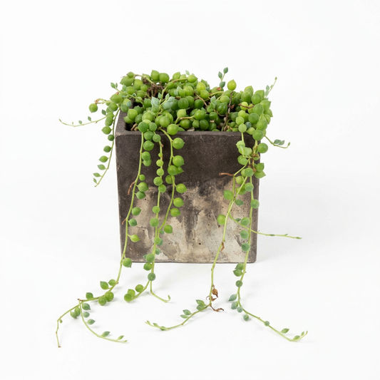 String Of Pearls Succulent - L5