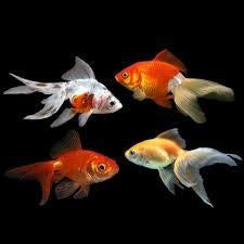 Fantail Goldfish