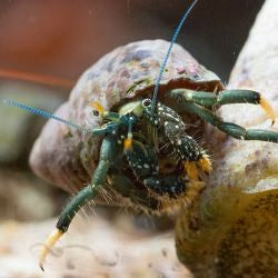 Hermit Crab