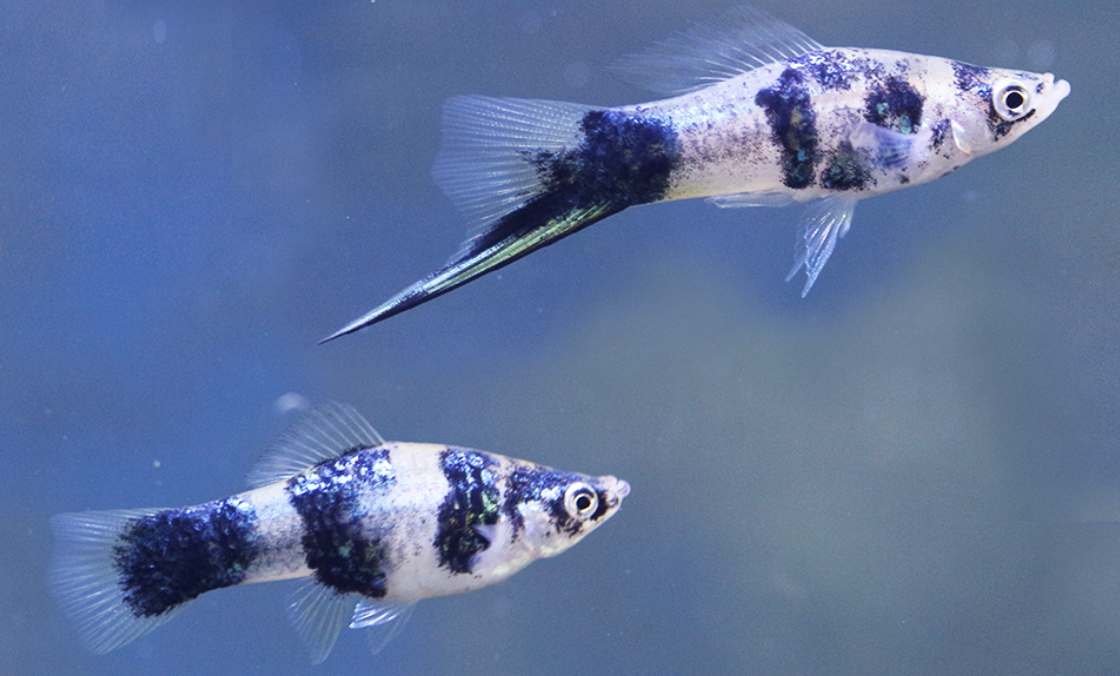Swordtail(40-60mm)