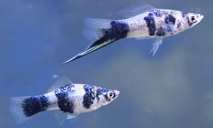 Swordtail(40-60mm)