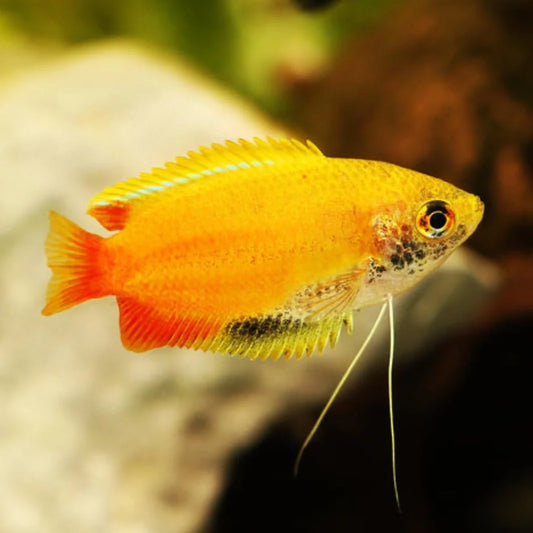 Gourami-Redtail Honey