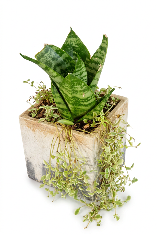 Dwarf Snake Plant With Trailing Foliage L26
