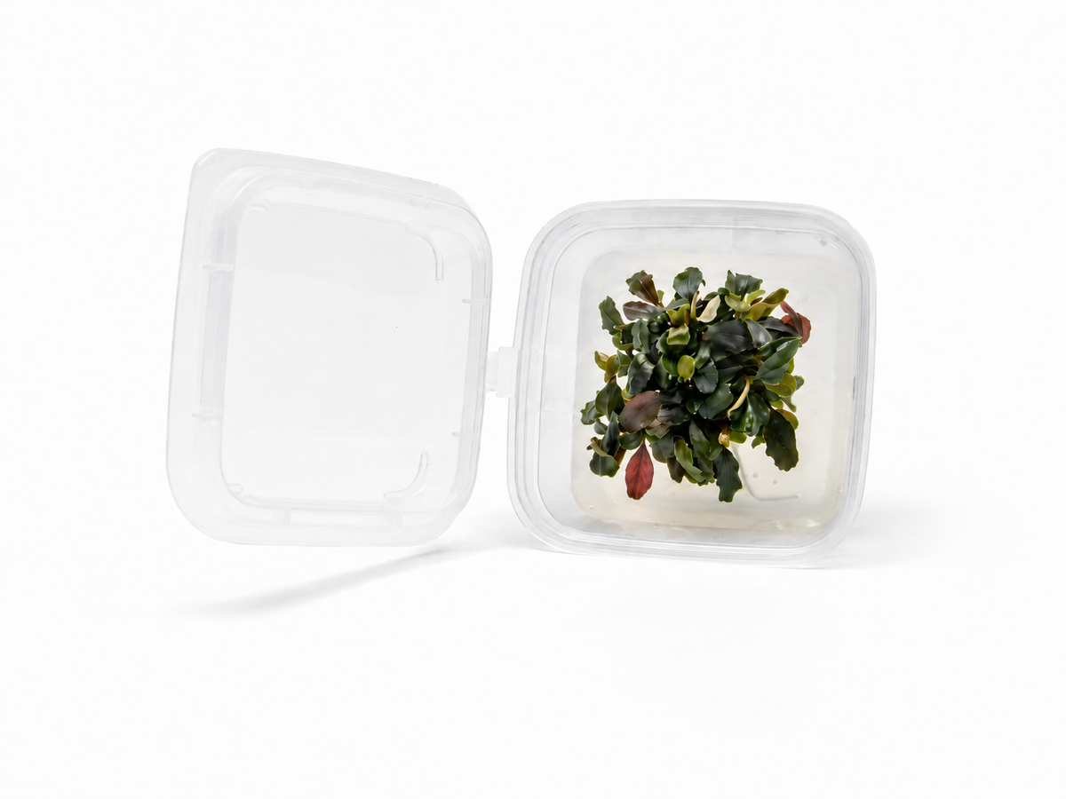 UNS Bucephalandra Brownie Ghost in-Vitro (Small Portion)