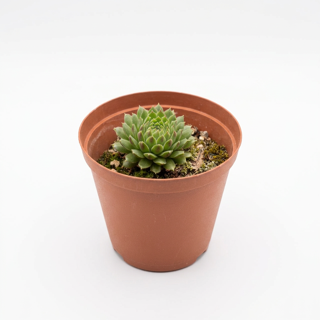Hens and Chicks Succulent