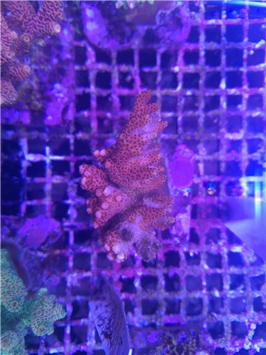 Acropora B18