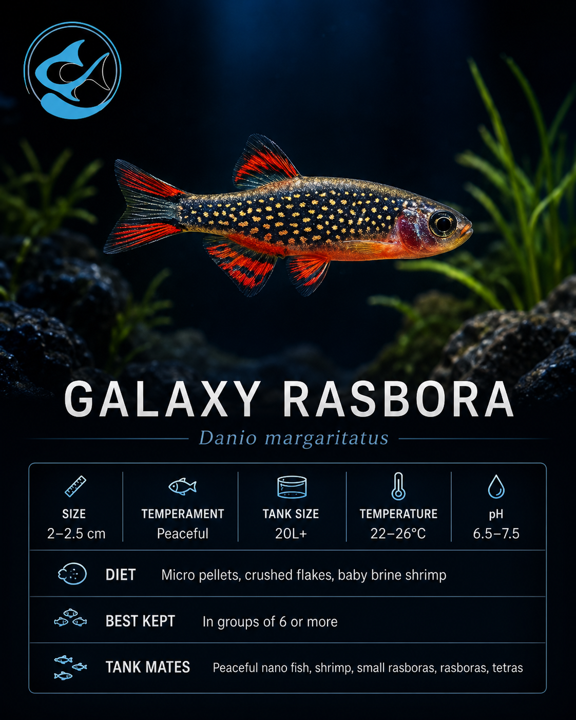 Rasbora-Galaxy