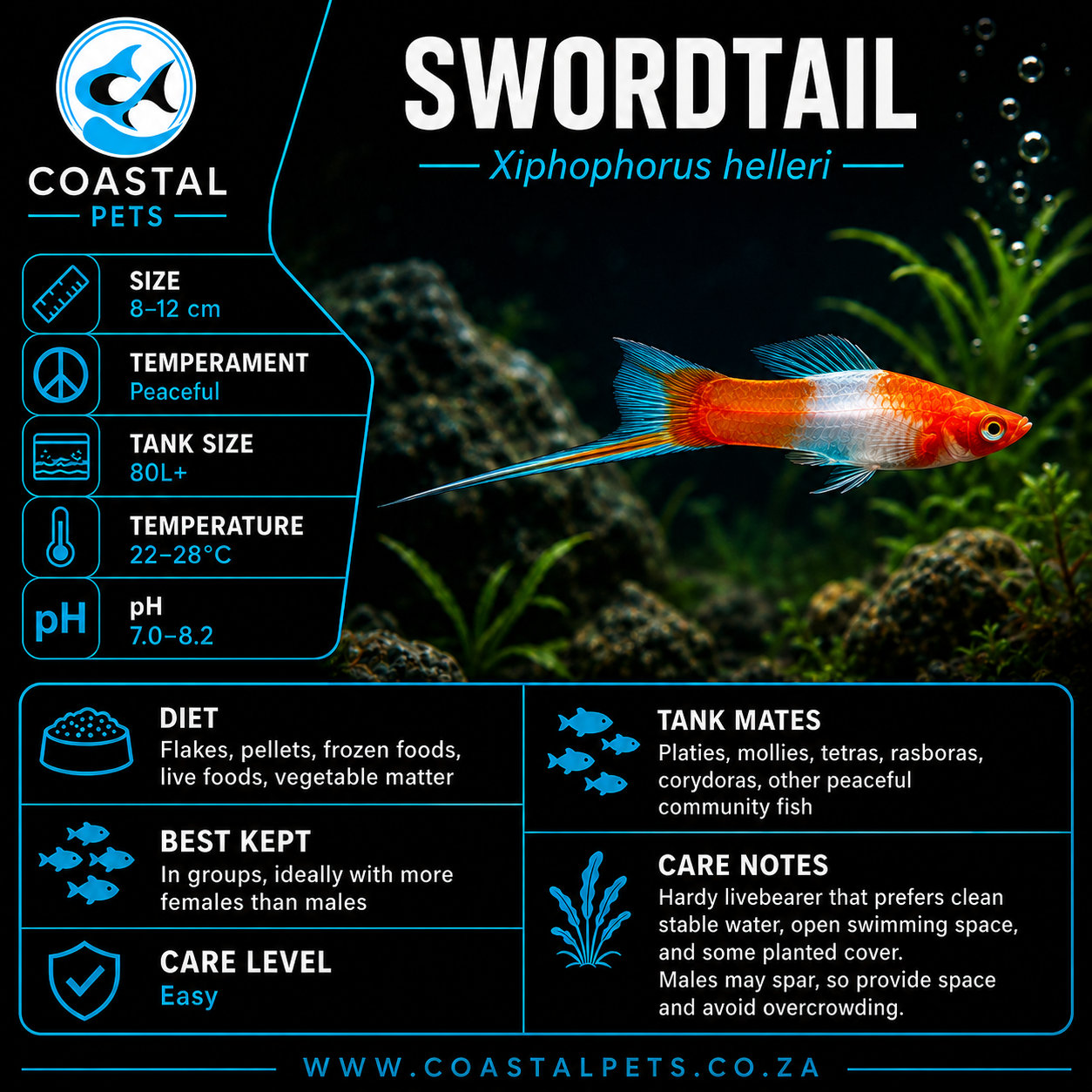 Swordtail(40-60mm)