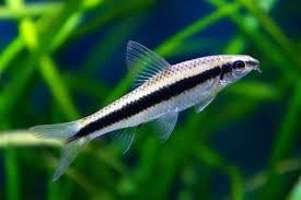 Siamese Algae Eater(60-80mm)