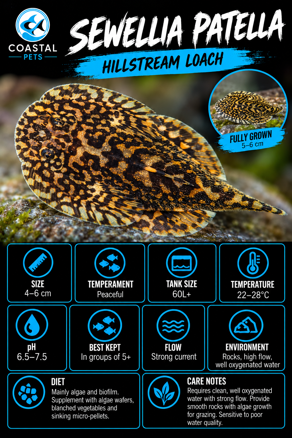 Loach-Patella Hillstream