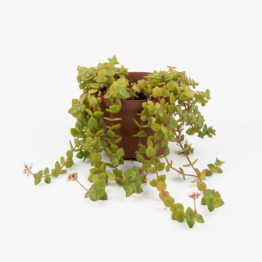 Trailing jade Succulent