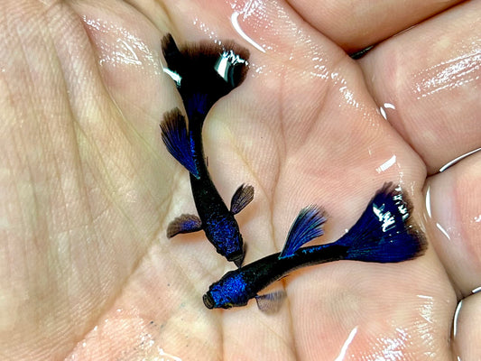 Guppy-Blue Tarzan Pair