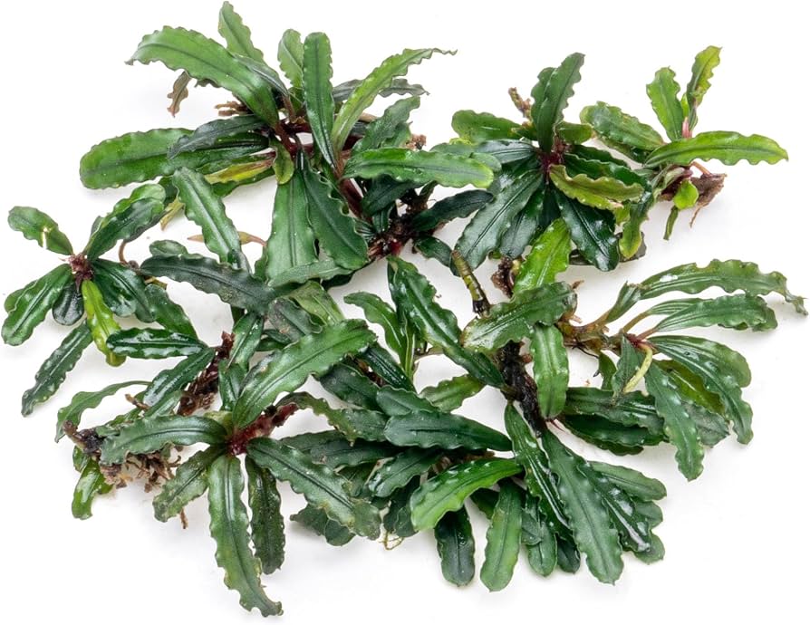 Bucephalandra Portions- 80mm Tub