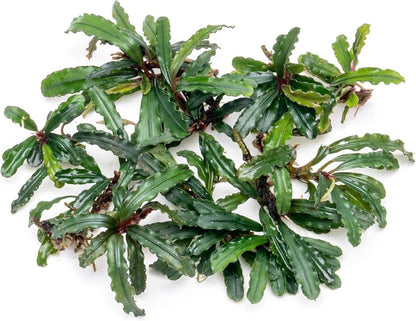 Bucephalandra Portions- 80mm Tub