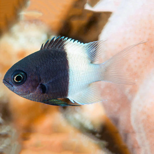 Choc-Chip Chromis ( Half & Half )