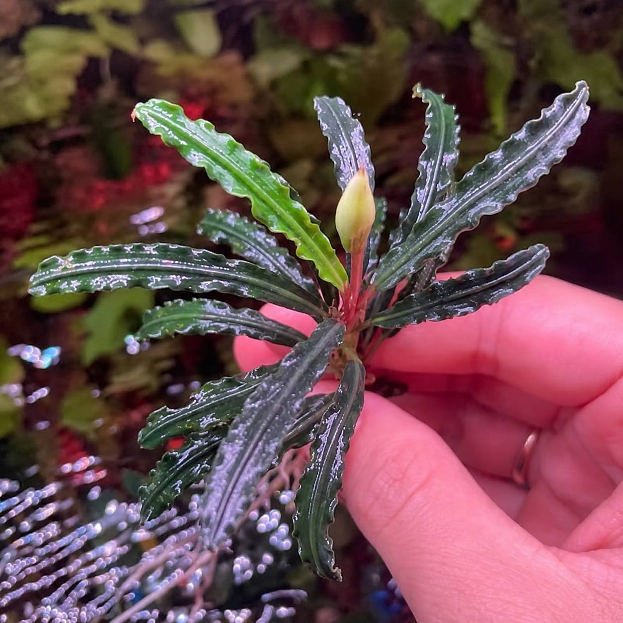 Bucephalandra Portions- 80mm Tub