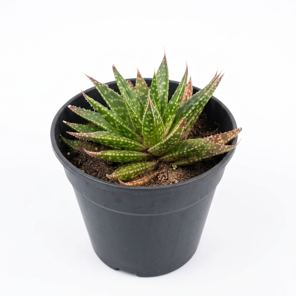 Aloe jucunda Succulent