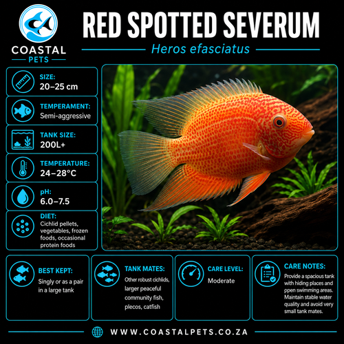 Severum-Red Spotted (60mm)