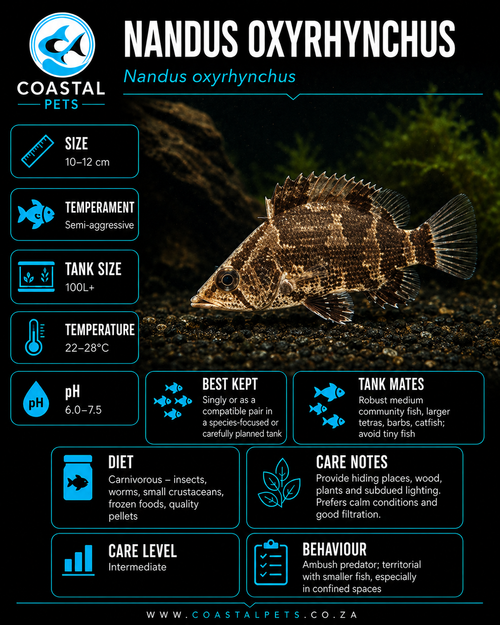 Nandus Leaf Fish