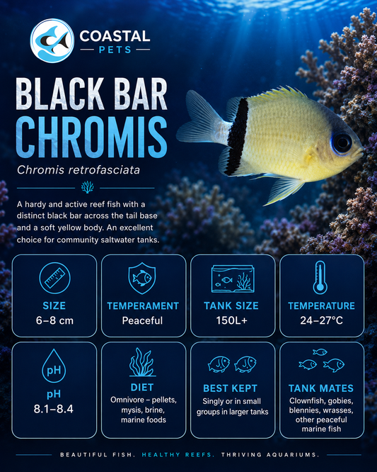 Black Bar Chromis