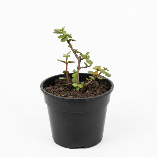 Spekboom (Portulacaria afra) #2