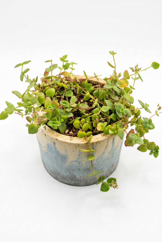 Trailing jade Succulent In Concrete Pot