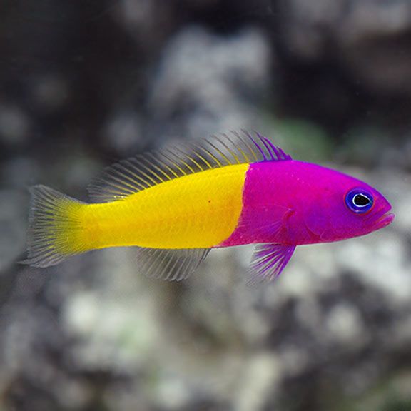 Royal Dottyback