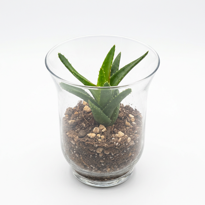 Mini Aloe Glass Terrarium 15cm