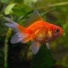 Fantail Goldfish