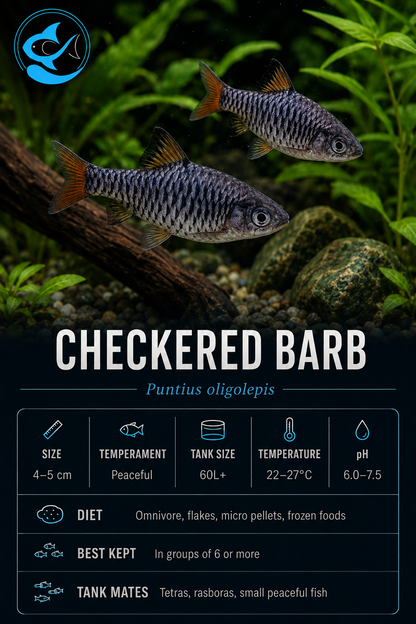 Barb-Checkered