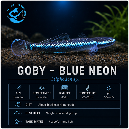 Goby-Blue Neon