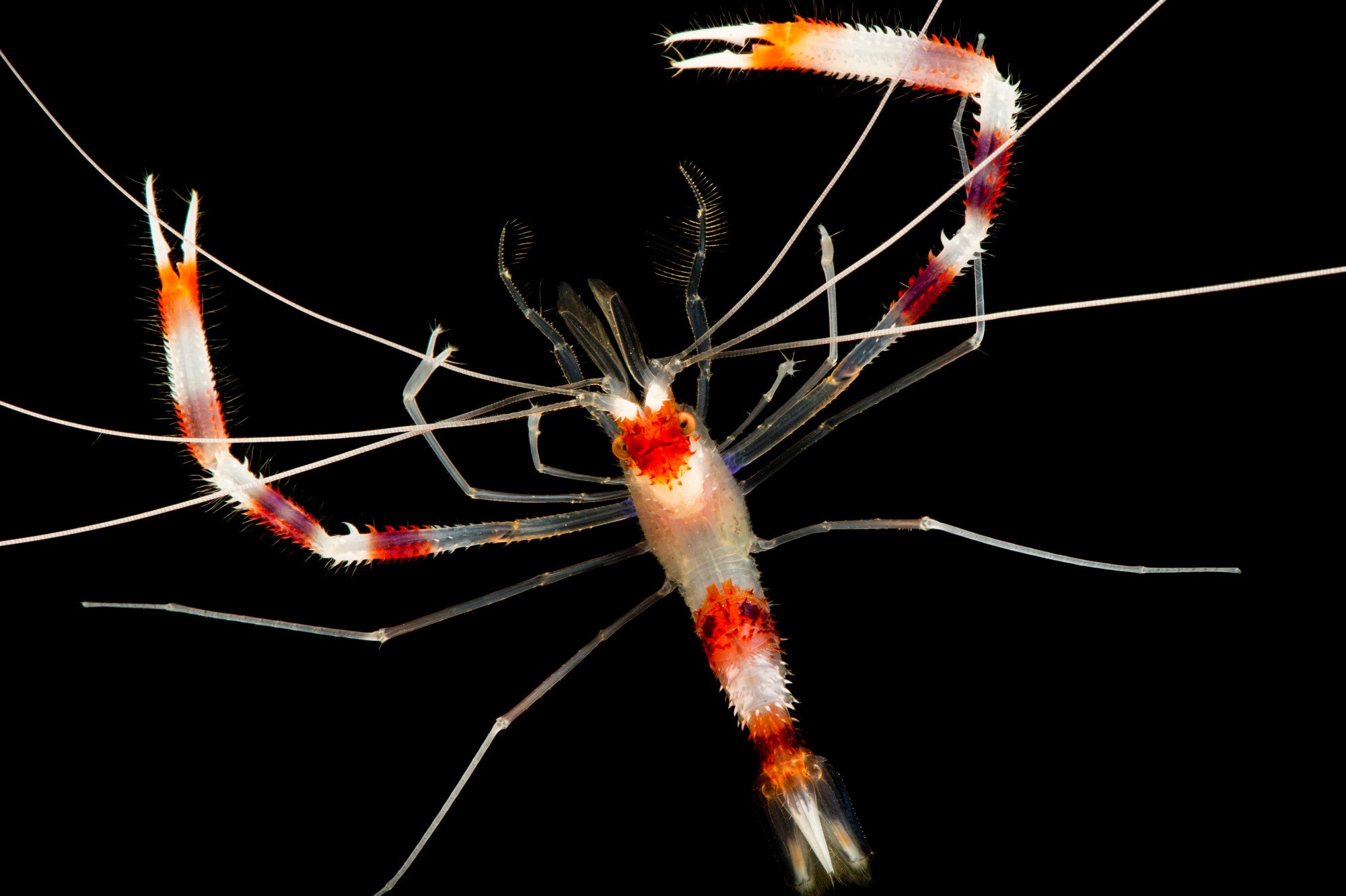 Coral Banded Shrimp